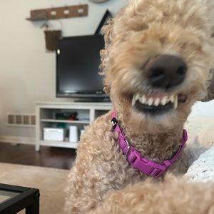 Meet your Posher, Ella